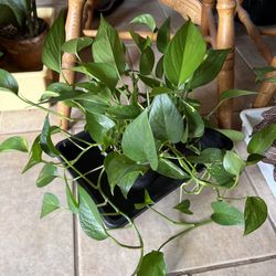Rooted Pothos