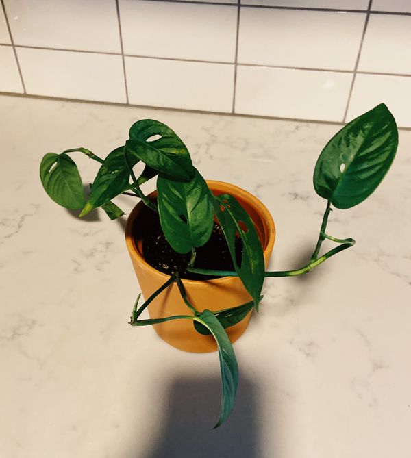 Monstera Adansonii House Plant for Sale in Seattle, WA