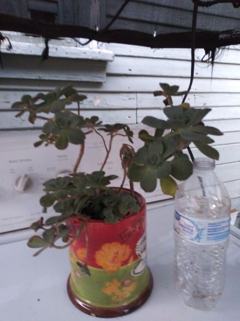 Suculenta
