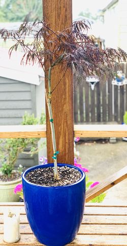 Live outdoor Japanese Maple Crimson Queen Laceleaf tree plant in a ceramic planter flower pot—firm price
