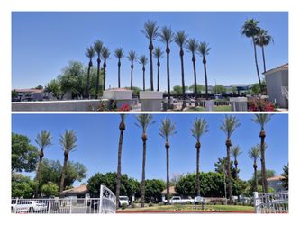 Palms