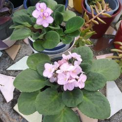 African Violet Blooming Plant In A Pot