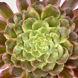 Aeonium Green Tea