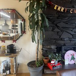 Ceiling Height Corn Plant