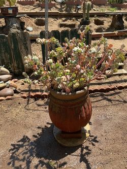 Kalanchoe Laxiflora Baker (Milky Widow’s Thrill) w/pot
