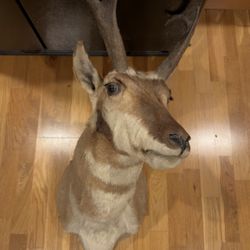 Antelope Pronghorn Shoulder Mount