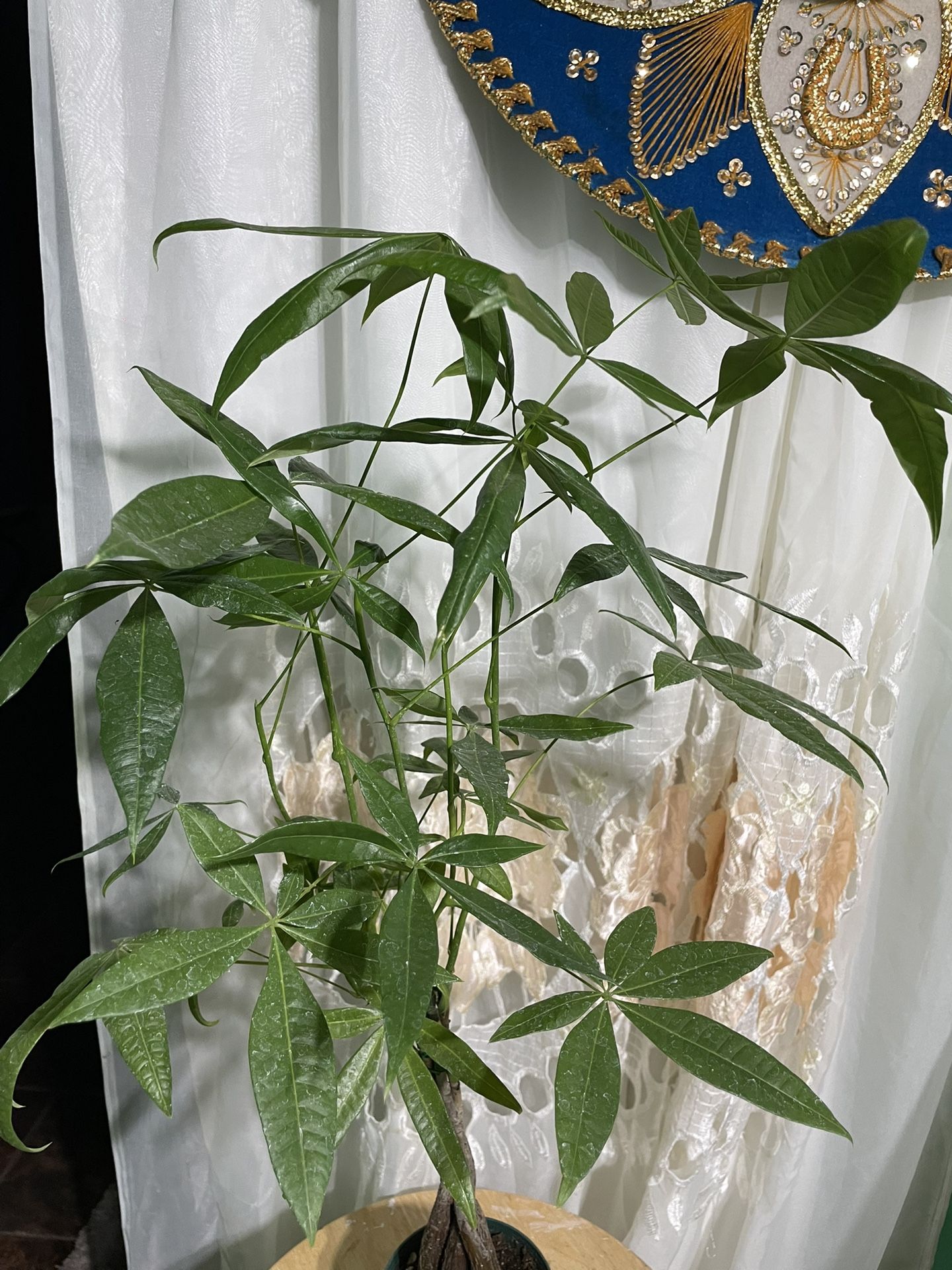 Beautiful Money Tree