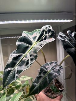 Alocasia Polly corms