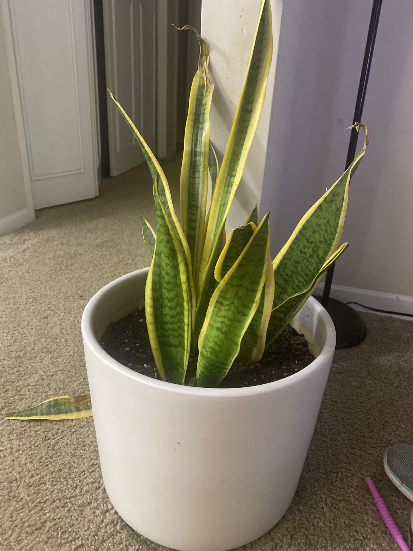 Plant Vase 