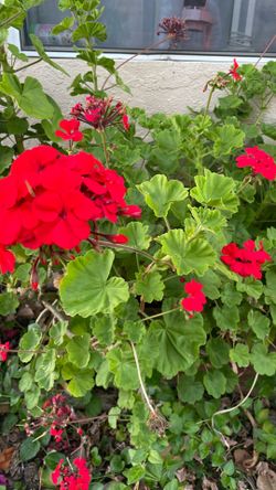 Free Geranium Cuttings