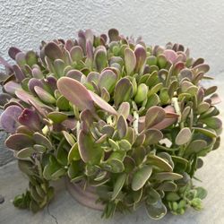 Plants / Succulents 