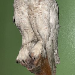 Taxidermied Snow Owl 