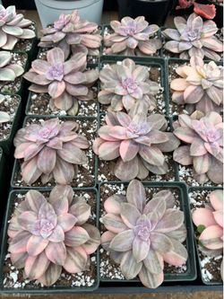 Variegated super bum 4” pot