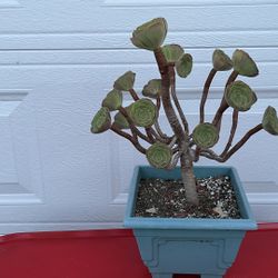 so cute tree aeonium succulent many heads roses 6 yrs old  $48 each pot or bundle buy 2 get 1 free