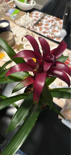 Live Bromeliad Plant Deep Red