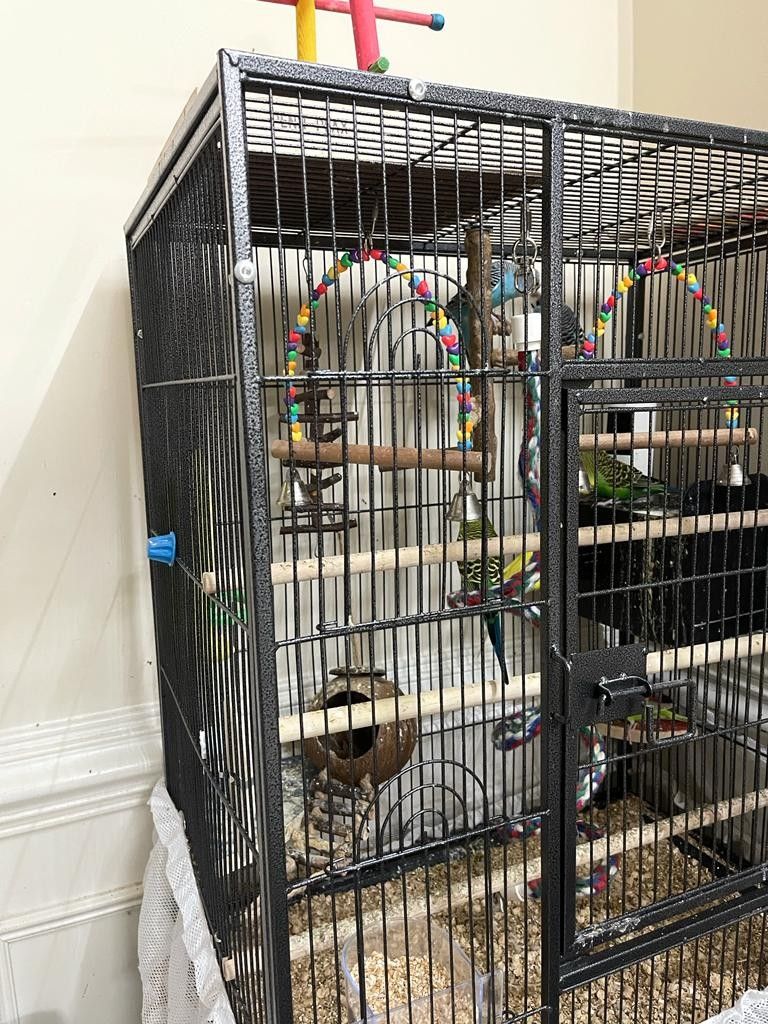 Parrot 🦜 Birds