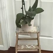 Step Ladder repurposed as decorative plant stand (plant not included ) just $5