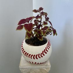 coleus alive plant ceramic baseball flower bowl