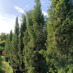 Italian Cypress Trees 25gl $250🏡🏡