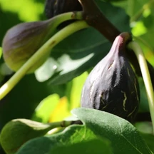 🌳 Organic Black Mission Fig Trees – Homegrown & Ready to Plant – $25–$35