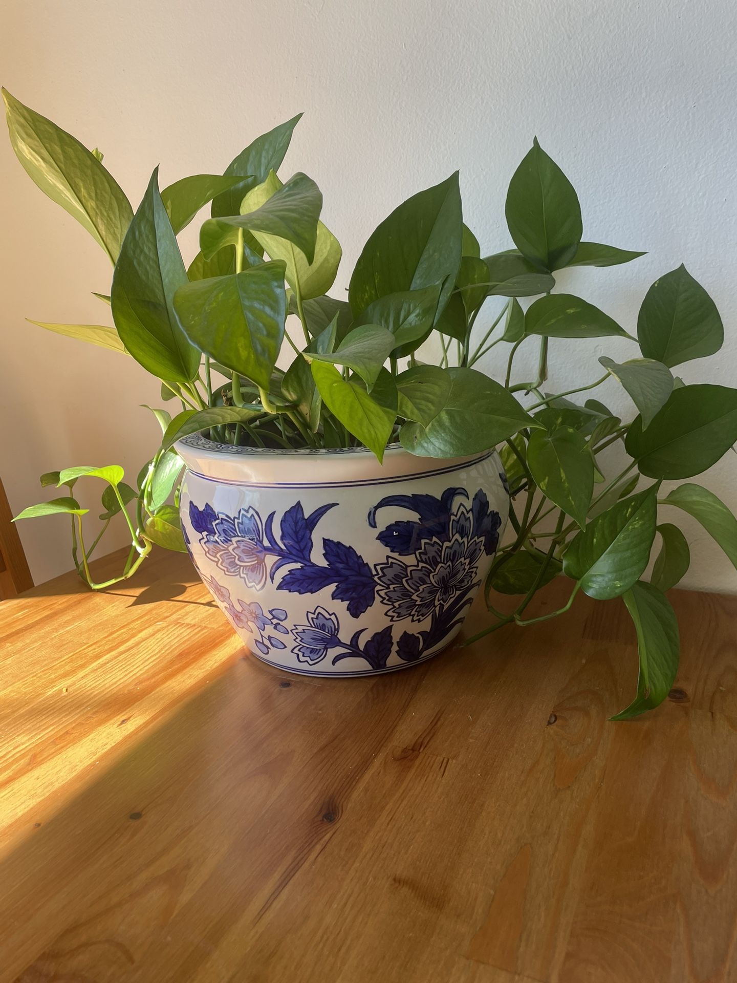 Planta Natural 