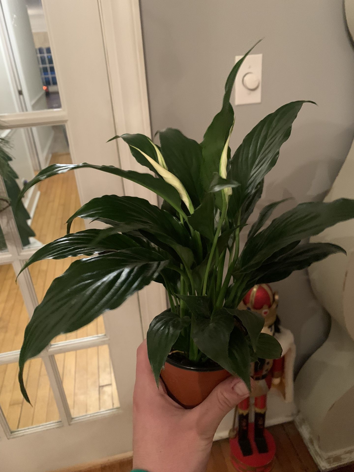Peace Lily Plant!! $12!!