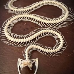 Snake Skeleton- Oddities - Taxidermy- Gothic 