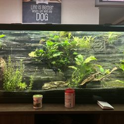 High Tech 55 Gallon Fish tank And Stand