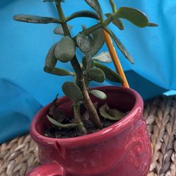 Planta De Siempre Viva 