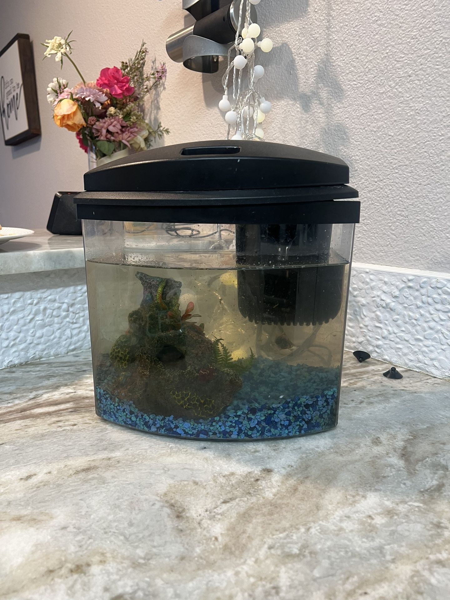 Free fish and fish tank with filter and fish food 