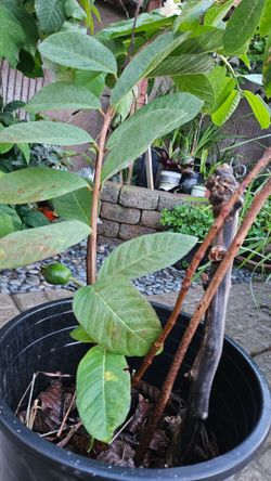 Blooming/Bearing Healthy Guava Tree