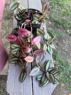 Tradescantia Zebrina Hanging Plant