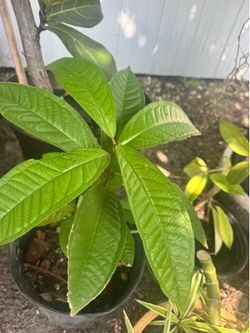 Jamba, Malay, Otaheite, Jamaican Apple tree