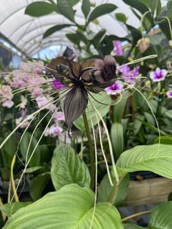 Tacha Chantrieri - Black (Batman) Pot6”