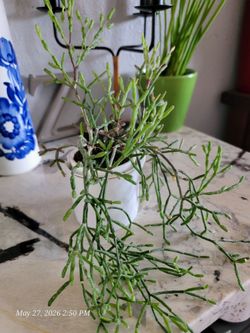 Small succulent in a ceramic pot