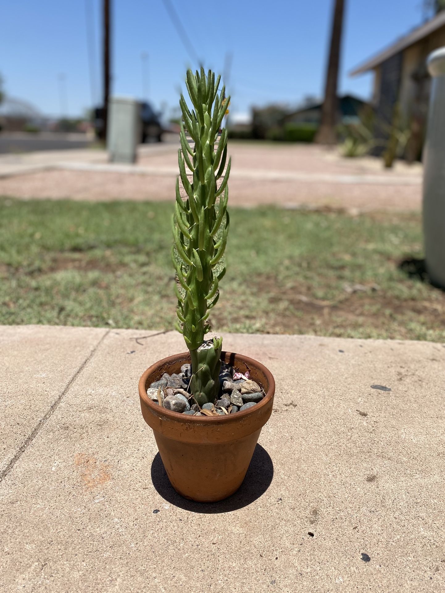 Eve's Needle Cactus Plant