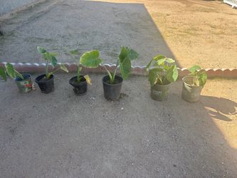 ELEPHANT EAR PLANTS FOR SALE! only message me when ready to come located in Hesperia CA $10each cash