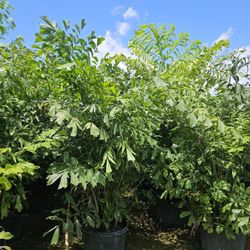 Fishtail Over 7 Feet Tall Instant Privacy Hedge For Fence 