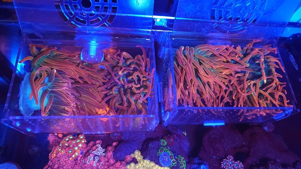 Rainbow Bubble Tip Anemone Decor!!!