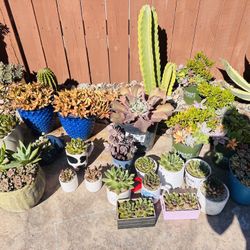 Beautiful And Healthy Succulents 