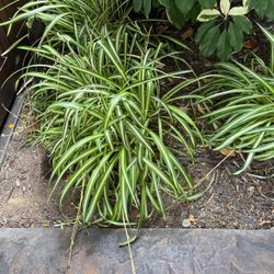 Spider Plants In Pot 
