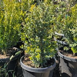 Boxwood