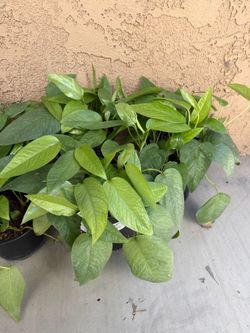 Cebu Blue Pothos