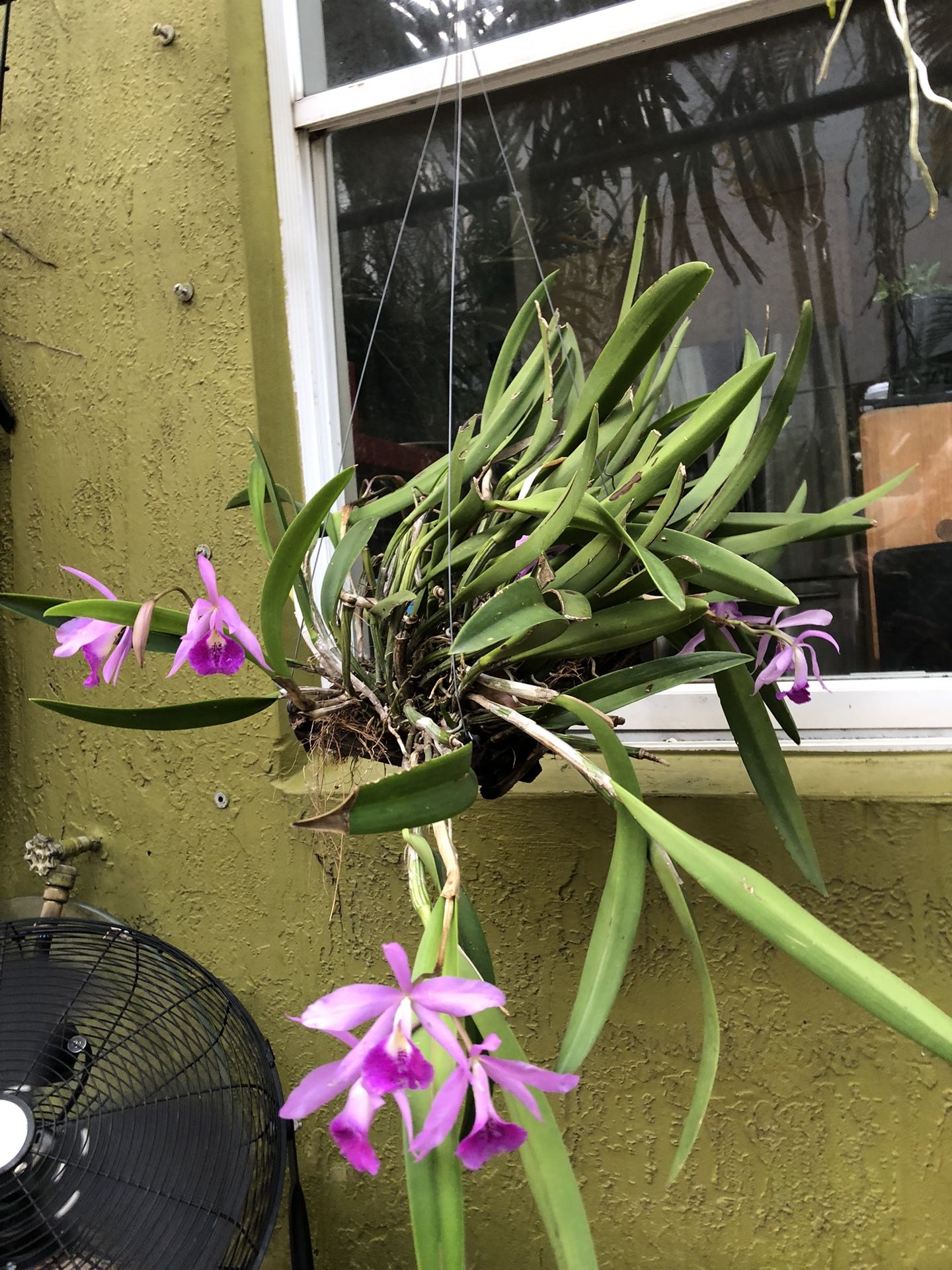 Blooming Catalaya Orchid for Sale in Fort Lauderdale, FL OfferUp