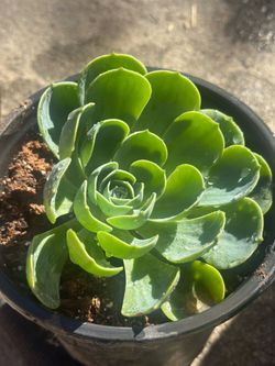 Succulent