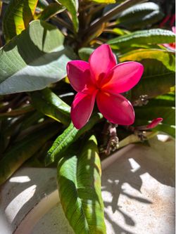 Plumeria cuttings