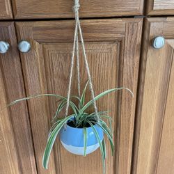 Blue and White Hanging Pot with Spider Plant