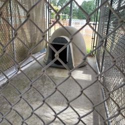 chainlink dog kennel