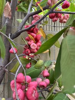 For Sale Sweet Fresh Rose Wax Apple Fruits From The Tree