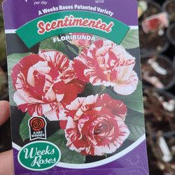 Rose Trees And More Plants Nursery 